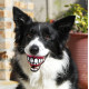Smiley Teeth Dog Ball - Orange 